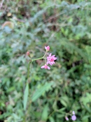Persicaria hastatosagittata