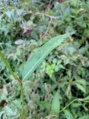 Persicaria hastatosagittata