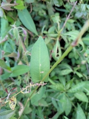 Persicaria hastatosagittata