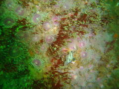 Polycera capensis