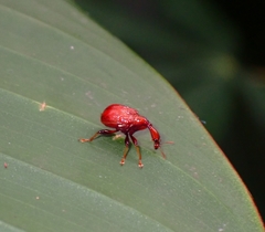 Paracycnotrachelus