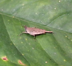 Systolederus cinereus