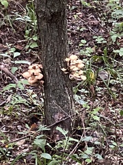Pleurotus citrinopileatus