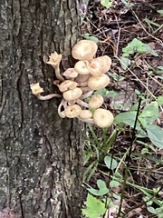 Pleurotus citrinopileatus