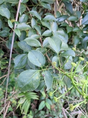 Eleutherococcus trifoliatus