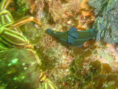 Tambja capensis