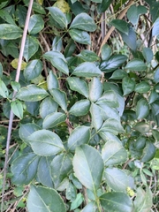 Eleutherococcus trifoliatus