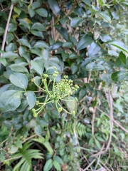 Eleutherococcus trifoliatus