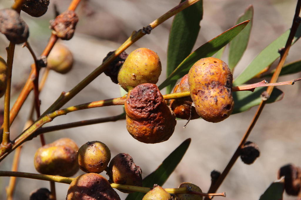 Longleaf Wattle Gall Wasp