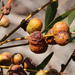 Longleaf Wattle Gall Wasp - Photo (c) Tony Rebelo, some rights reserved (CC BY-SA), uploaded by Tony Rebelo