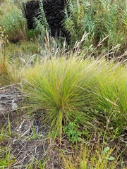 Festuca petraea