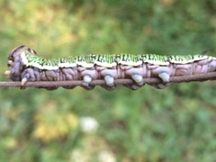 Sphinx morio arestus