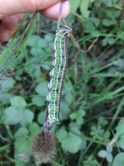 Sphinx morio arestus