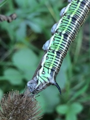 Sphinx morio arestus