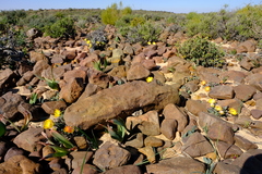 Cheiridopsis delphinoides