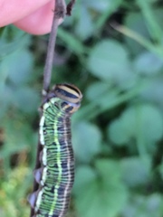 Sphinx morio arestus