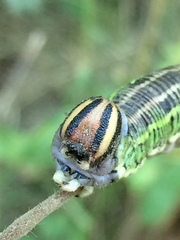 Sphinx morio arestus