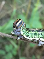 Sphinx morio arestus