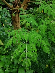 Moringa oleifera