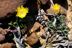 Cheiridopsis delphinoides