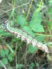 Sphinx morio arestus