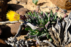 Cheiridopsis delphinoides