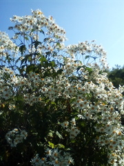 Montanoa grandiflora