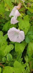 Calystegia sepium spectabilis