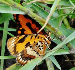 Byblia anvatara acheloia