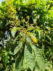 Streptocaulon juventas