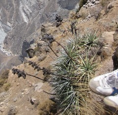 Puya densiflora