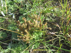 Gentiana squarrosa