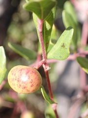 Rhoicissus tridentata tridentata