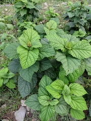 Clerodendrum bungei