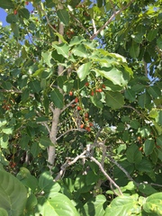 Metopium brownei