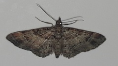 Gymnoscelis rufifasciata