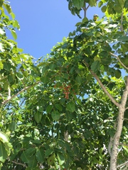 Metopium brownei