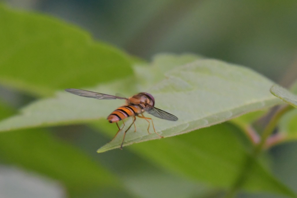 Marmalade Hover Fly from Новосибирский рн, Новосибирская обл., Россия