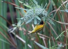 Ploceus taeniopterus