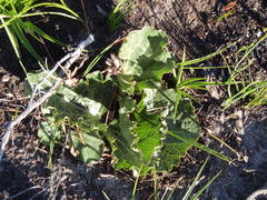 Lichtensteinia latifolia
