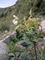 Vaccinium mandarinorum