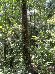 Anthodiscus chocoensis