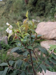Vaccinium mandarinorum