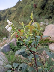 Vaccinium mandarinorum