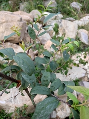 Vaccinium mandarinorum