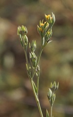 Bupleurum affine