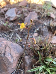 Eulophia hians inaequalis