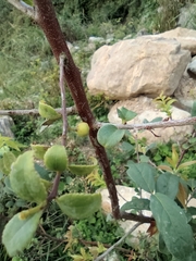 Vaccinium mandarinorum