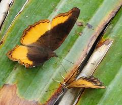 Eurytela dryope angulata
