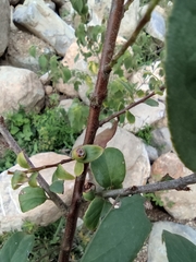 Vaccinium mandarinorum